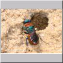 Hedychrum sp - Sand-Goldwespe bei Cerceris arenaria 01.jpg